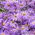 Aster frikartii 'Mönch' Pot 9 cm