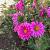 Aster (D) 'Jenny' Pot 9 cm