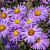 Aster (D) 'Lady in Blue' Pot 9 cm