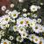 Aster (U) 'Monte Cassino' Pot 9 cm
