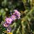 Aster n.-a. 'Purple Dome' Pot 9 cm