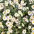 Aster n.-b. 'White Ladies' Pot 9 cm