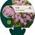 Aster (D) 'Peter Harrison' Pot 9 cm