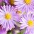 Aster (D) 'Peter Harrison' Pot 9 cm