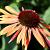 Echinacea p. 'Sundown' Pot 9 cm