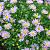 Aster (D) 'Prof. Anton Kippenberg' Pot 9 cm
