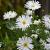 Aster (D) 'Schneekissen' Pot 9 cm