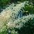 Astilbe (A) 'Brautschleier' Pot 9 cm