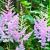 Astilbe c. 'Pumila' Pot 9 cm