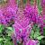 Astilbe c. 'Purpurlanze' Pot 9 cm