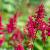 Astilbe (A) 'Fanal' Pot 9 cm