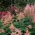 Astilbe (J) 'Peach Blossom' Pot 9 cm