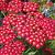 Achillea 'Walther Funcke' Pot 9 cm