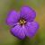 Aubrieta 'Hamburger Stadtpark' Pot 9 cm