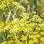 Foeniculum vulgare 'Purpureum' Pot 9 cm