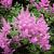 Astilbe (J) 'Rheinland' Pot 9 cm