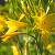 Hemerocallis citrina Pot 9 cm