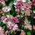 Astrantia maj. 'Roma' Pot 9 cm