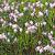 Andromeda polifolia 'Compacta' Pot 2 Liter