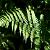 Athyrium filix-femina Pot 9 cm