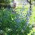 Baptisia australis Pot 9 cm