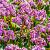 Bergenia 'Abendglut' Pot 9 cm
