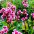 Bergenia cordifolia Pot 9 cm