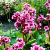 Bergenia 'Morgenröte' Pot 9 cm