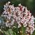 Bergenia 'Silberlicht' Pot 9 cm