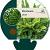 Blechnum spicant Pot 9 cm