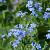 Brunnera macrophylla Pot 9 cm