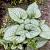 Brunnera macr. 'Sea Heart' Pot 9 cm