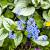 Brunnera macr. 'Variegata' Pot 9 cm