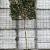 Elaeagnus ebb. 'Compacta' stam 150 cm Leivorm 120x120 (BxH)