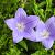 Campanula c. 'Blaue Clips' Pot 9 cm