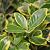 Euonymus jap. Marieke Pot 2 Liter