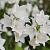 Campanula c. 'Weisse Clips' Pot 9 cm