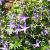 Campanula garganica Pot 9 cm
