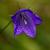 Campanula glom. 'Acaulis' Pot 9 cm