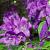 Campanula glom. 'Superba' Pot 9 cm