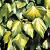 Hedera colchica 'Sulphur Heart' Pot 2 Liter