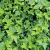 Hedera hel. 'Shamrock' Pot 2 Liter