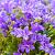 Campanula latifolia macrantha Pot 9 cm