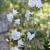 Campanula pers. 'Alba' Pot 9 cm