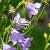 Campanula pers. 'Coerulea' Pot 9 cm