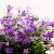 Campanula portenschlagiana Pot 9 cm