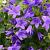 Campanula poscharskyana Pot 9 cm