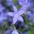 Campanula posch. 'Stella' Pot 9 cm
