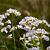 Cardamine pratensis Pot 9 cm