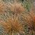 Carex buchananii Pot 9 cm